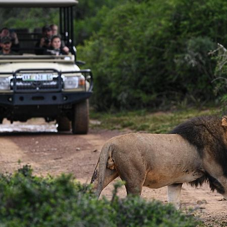 Addo Elephant Safari Lodge - Bellevue Forest Reserve Paterson Exterior foto