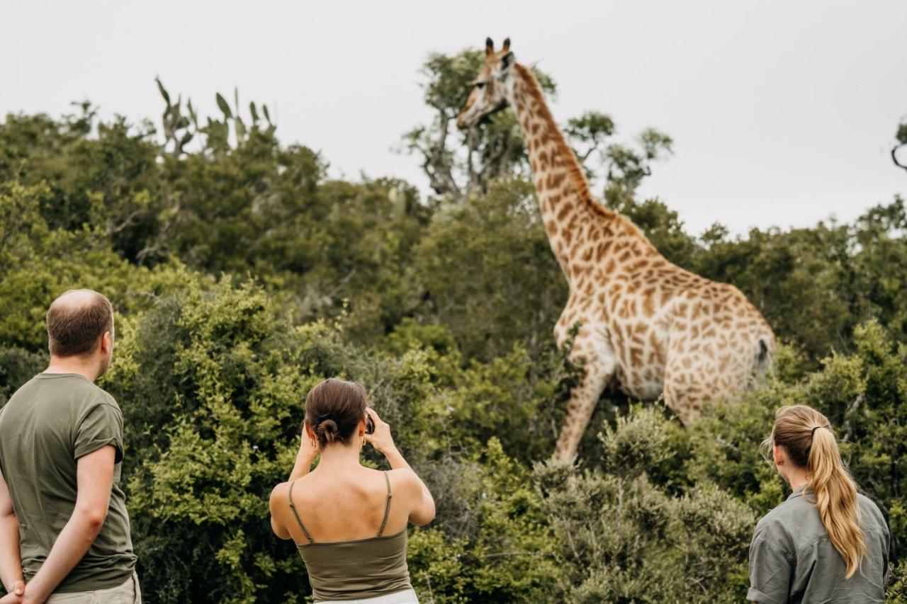 Addo Elephant Safari Lodge - Bellevue Forest Reserve Paterson Exterior foto